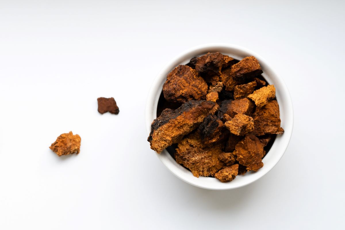 chaga